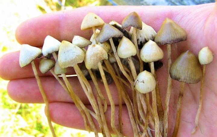 La creciente moda de microdosis de hongos psicoactivos está provocando aumento de visitas a salas de emergencia y llamadas por intoxicación