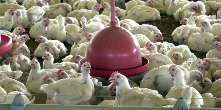 Gripe aviar en Argentina: se  suspendieron parte de las exportaciones de pollos y derivados tras detectar un caso