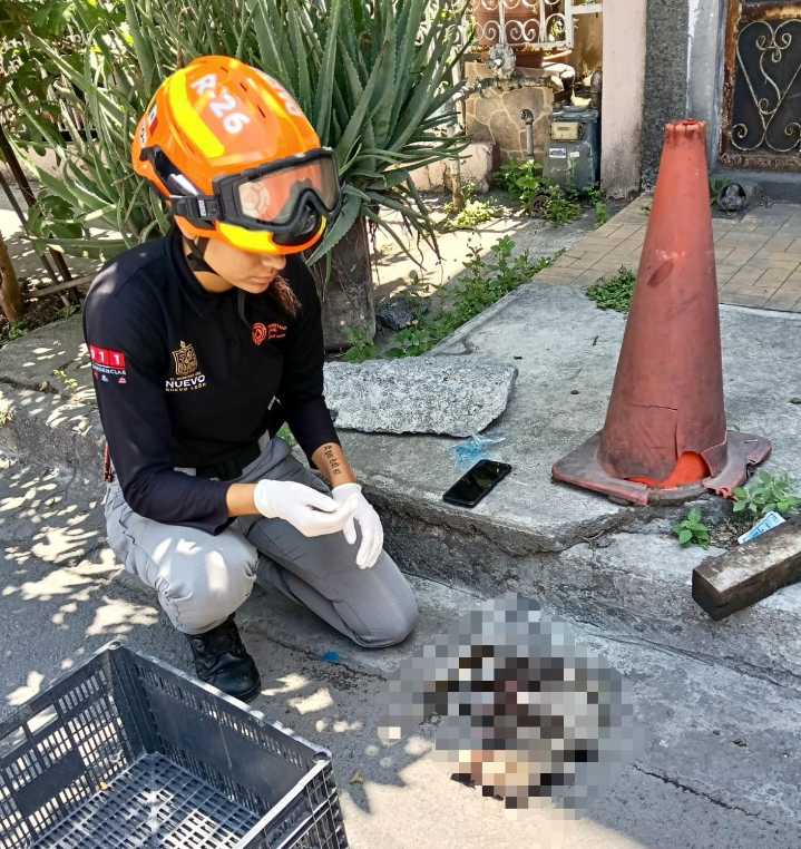 Atropellan a hembra tlacuache y muere con dos de sus crías