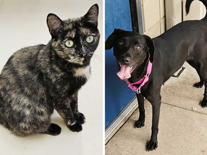 Pets of the week: Callie is happy everyday. Tulip is calm and friendly