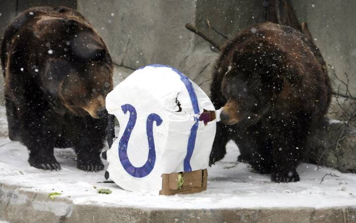 'Beloved' Axhi, the brown bear, euthanized at Brookfield Zoo