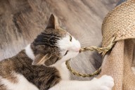 Dear Abby: Precious, costly jewelry has gone missing. Was it the cat sitter, or plant waterer?