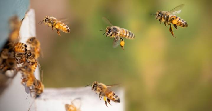 Hombre muere tras ataque de abejas en la calle en Tlaltizapán, Morelos