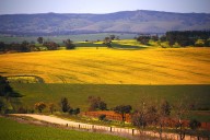 China’s state-run COFCO buys first Australian canola cargo since 2020, traders say