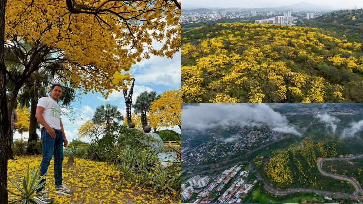 Cúcuta se pinta de amarillo tras los emblemáticos cañaguates florecidos; esta es su historia