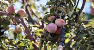 SAG investiga denuncia contra equipo de la Campaña de Control de Mosca de la Fruta en Monte Patria