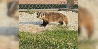 Don’t badger the badger - Palmyra Parks & Recreation issues warning after several sightings