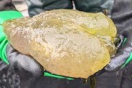 'Cursed Gummy Bear' Blob Creatures Called Bryozoans Found in U.S. Lake