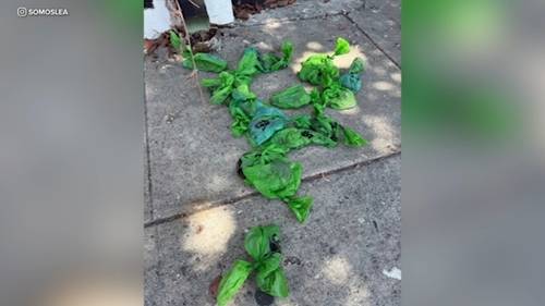 Police searching for suspect who's been throwing bags of dog feces at LGBTQ+ youth center in Bell