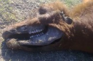 Veintitrés vacunos mutilados y luces "extrañas" en un campo