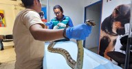 Piura: Serfor rescata a boa en Huancabamba