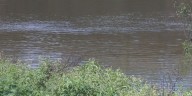 Riverfront Revival event to feature rubber duck race down the Mississippi