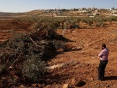 Israeli bulldozers uproot hundreds of trees in West Bank village