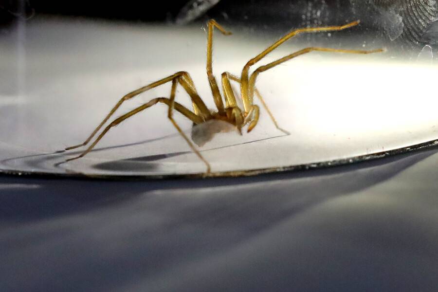 Científicos chilenos son premiados en Reino Unido luego de descubrir un curioso hábito de la araña de rincón