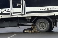 Murió atropellado y su perro lo acompañó hasta que retiraron su cuerpo
