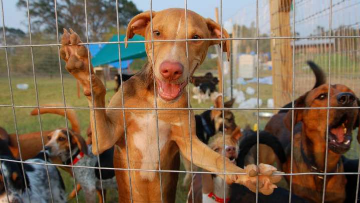 Pet owners and shelters found a 'silver lining' after Katrina