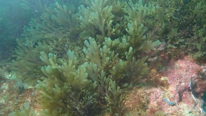 La tropicalización del Mediterráneo trae ahora el venenoso dragón azul