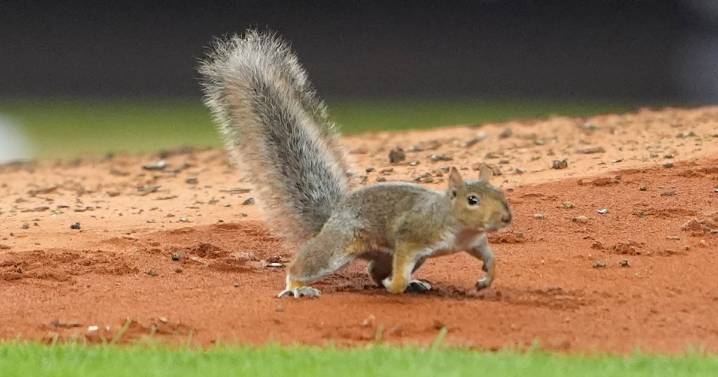 Fans Go Nuts as Rogue Squirrel Halts Yankees