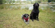 Glamping Getaways to Spoil Your Pup on International Dog Day