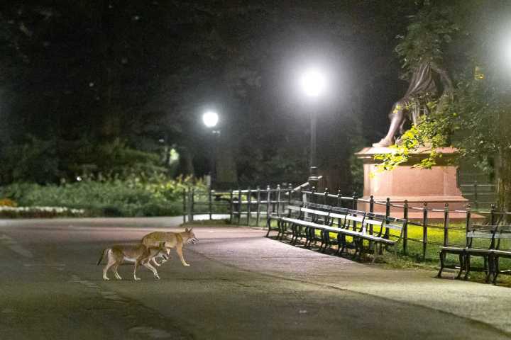 A Coyote Couple is Living in Central Park: Meet Romeo and Juliet