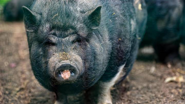 En California están apareciendo cerdos salvajes con carne de color azul neón