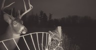The hidden life of wild animals