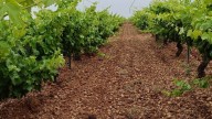 Los agricultores murcianos abanderan la defensa del Tajo-Segura para la agricultura mediterránea