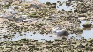 Nueva marea de piedras y cascotes en la playa de Ondarreta de San Sebastián