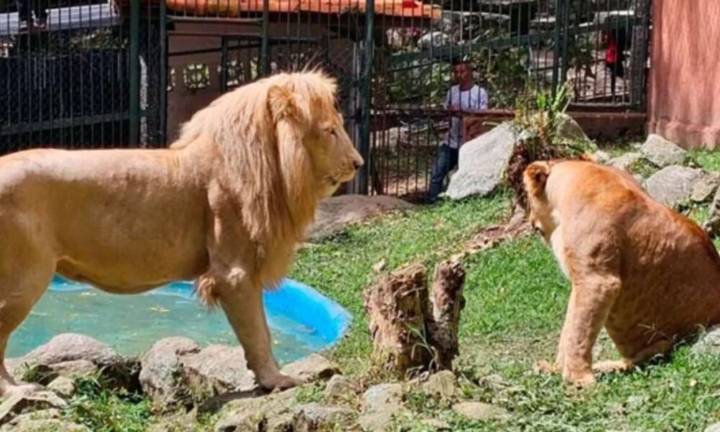 Tres leoncitos nacen en el Zoológico Chorros de Milla en Mérida
