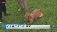 VB shelter has more than 200 animals ready to adopt