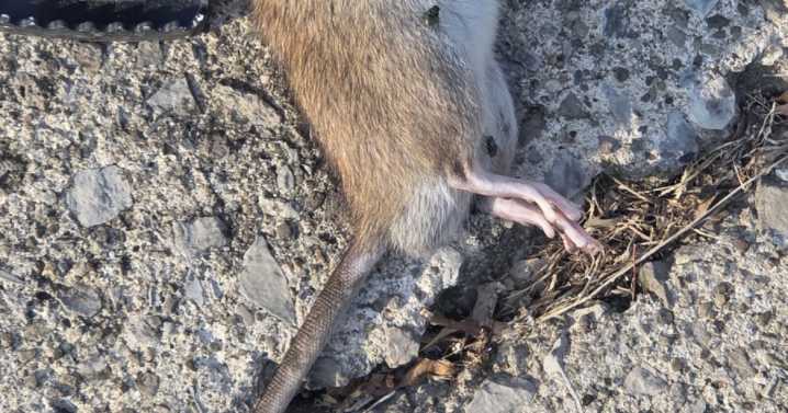 'Disgusting': Willowick, Eastlake residents report a rodent takeover