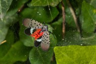 East Coast vineyards threatened by invasive spotted lanternflies