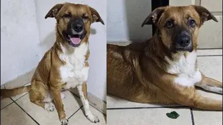 San Martín de Porres: buscan a perrito que desapareció tras ser retirado con violencia de condominio