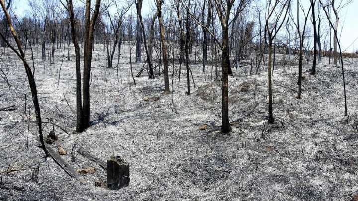 ¿Puede la vegetación recuperarse por sí sola tras un gran incendio?