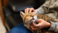 Veterinarios advierten lo que sienten los gatos cuando son acariciado por largos periodos de tiempo