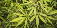 Where is marijuana legal?