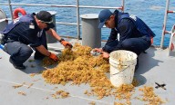 Semar recolecta 300 toneladas de sargazo en Quintana Roo