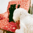 Cats vs Dogs: Country Life's Quiz of the Day, August 14, 2025