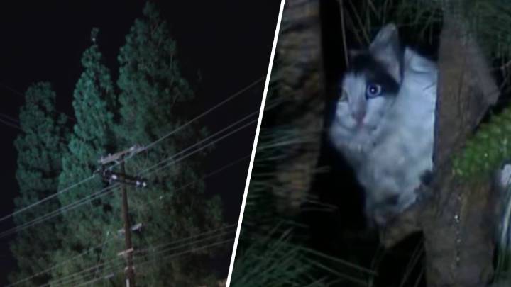Firefighters rescue man who tried to rescue cat in North Hills tree