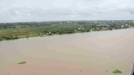 Aparece Ganado Muerto Derivado de las Lluvias e Inundaciones en Coatzacoalcos, Veracruz
