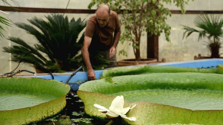 Florece el nenúfar gigante de la Fundación Sales en Vigo