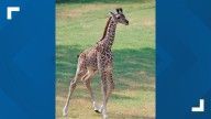 Cameron Park Zoo's baby giraffe to make debut on exhibit