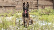 Springfield Police Department mourns loss of retired K