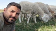 La caída del censo ovino pone en riesgo la prevención natural de incendios en los montes