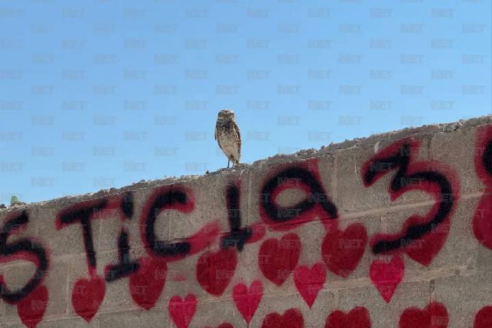 El guardián de Plenitud: Captan lechuza 'vigilando' instalaciones de crematorio