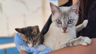 Más de 600 esterilizaciones de mascotas en 1a Campaña, en Cuauhtémoc