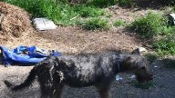 Man facing 40+ charges after dead, abused dogs found at southern Indiana home