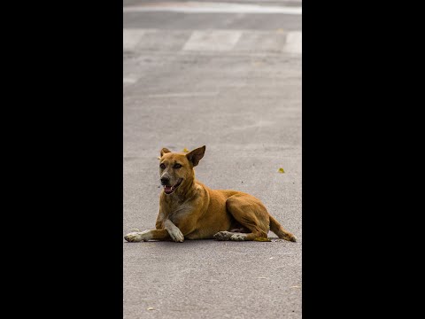 Delhi's Stray Dogs Divide a Nation