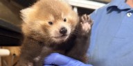 Potter Park Zoo announces birth of a red panda cub