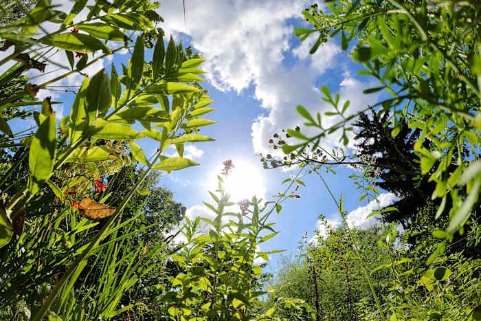 A Berlin garden of flavorsome herbs revives a monastic health tradition from the Middle Ages
